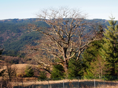 [Leafless tree with curly branches leading to many small twigs at the end. The tree'd mountainous hillside backdrops nearly all the branches.]